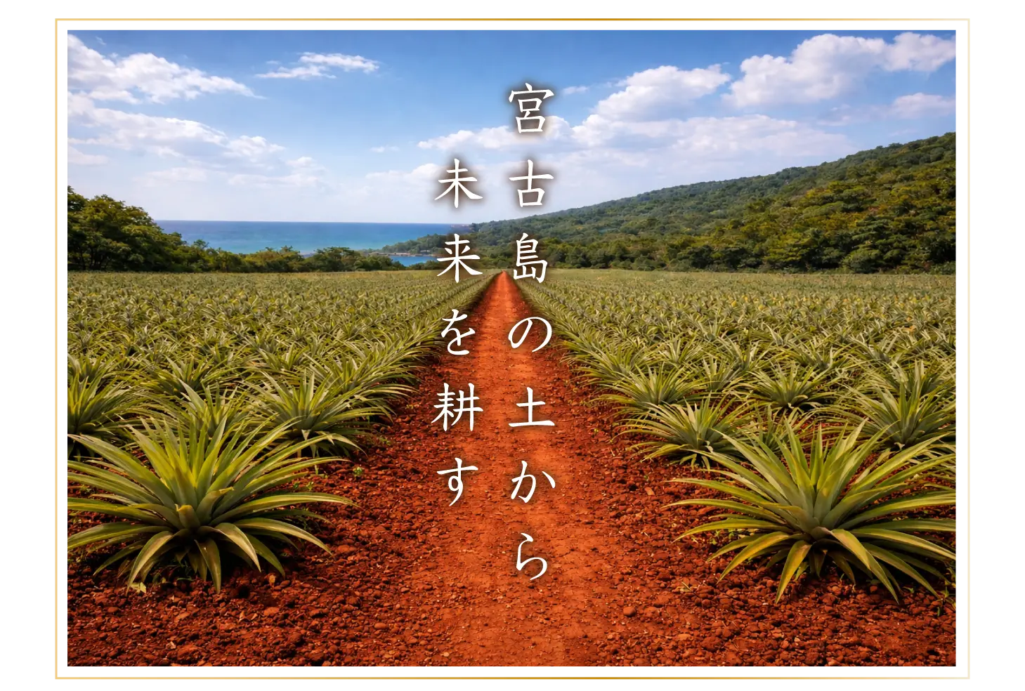 宮古島の土から未来を耕す